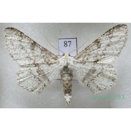Ascotis selenaria (Denis & Schiffermüller, 1775) Czech87